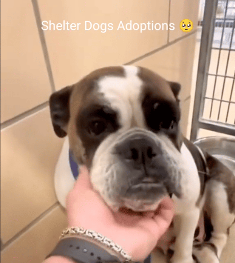 Shelter Pup’s Overwhelming Joy When He Learns He’s Been Adopted
